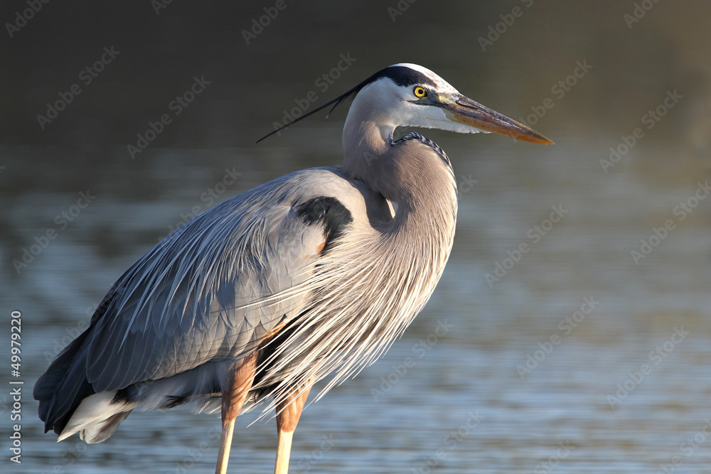 Fototapeta premium Great Blue Heron - Fort Myers Beach, Florida