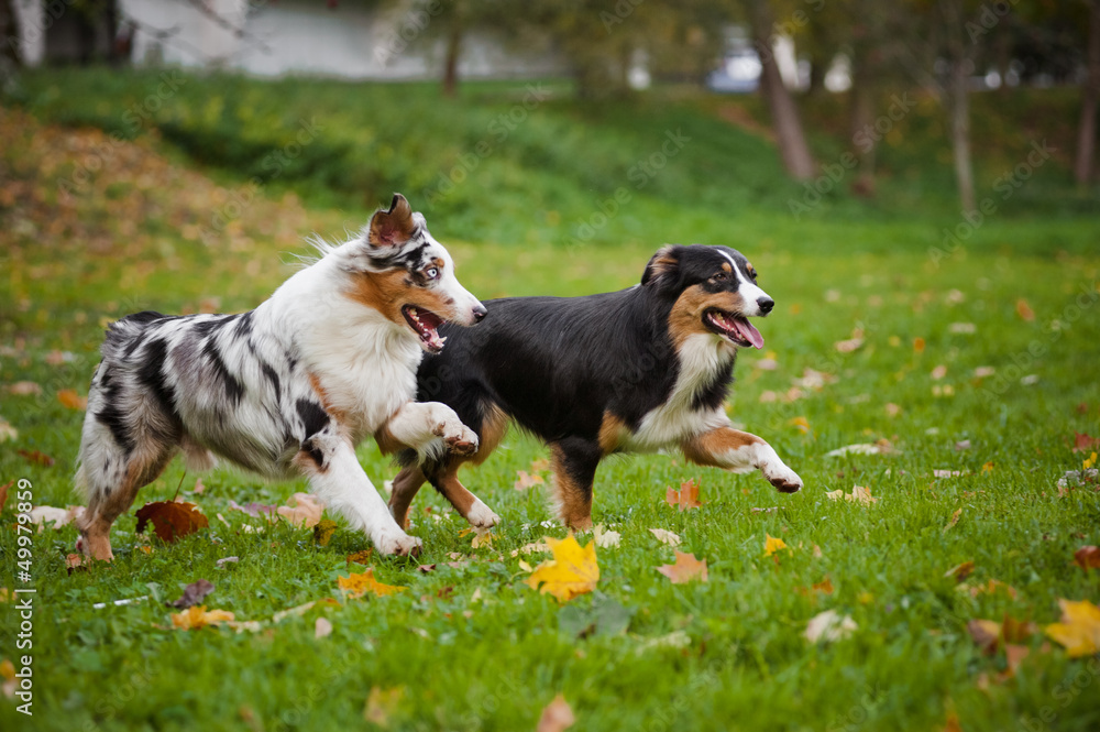 Fototapeta premium two Australian Shepherds play together