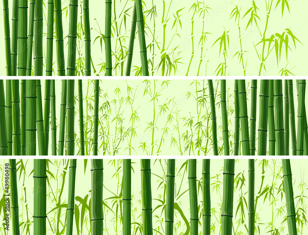 Obraz premium Horizontal banner with many bamboos.