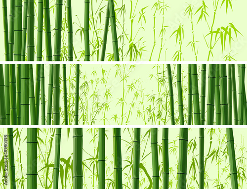 Fotografia Horizontal banner with many bamboos.