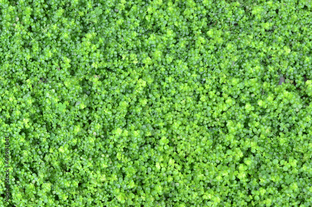 weeds cover the ground weeds cover the ground