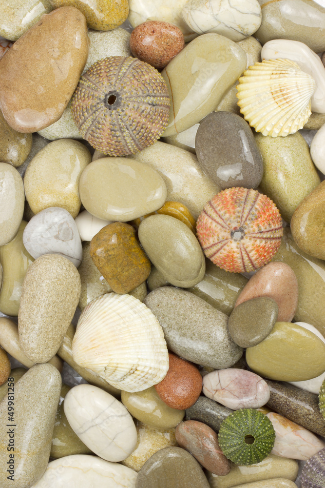 pebble and sea urchin background