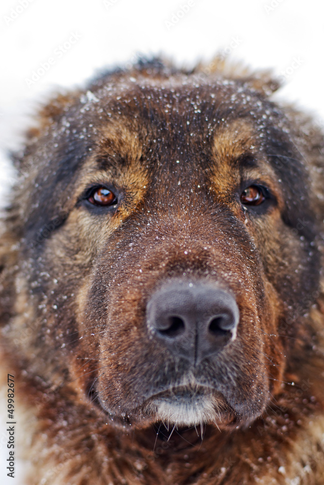 Caucasian shepherd dog Caucasian shepherd dog