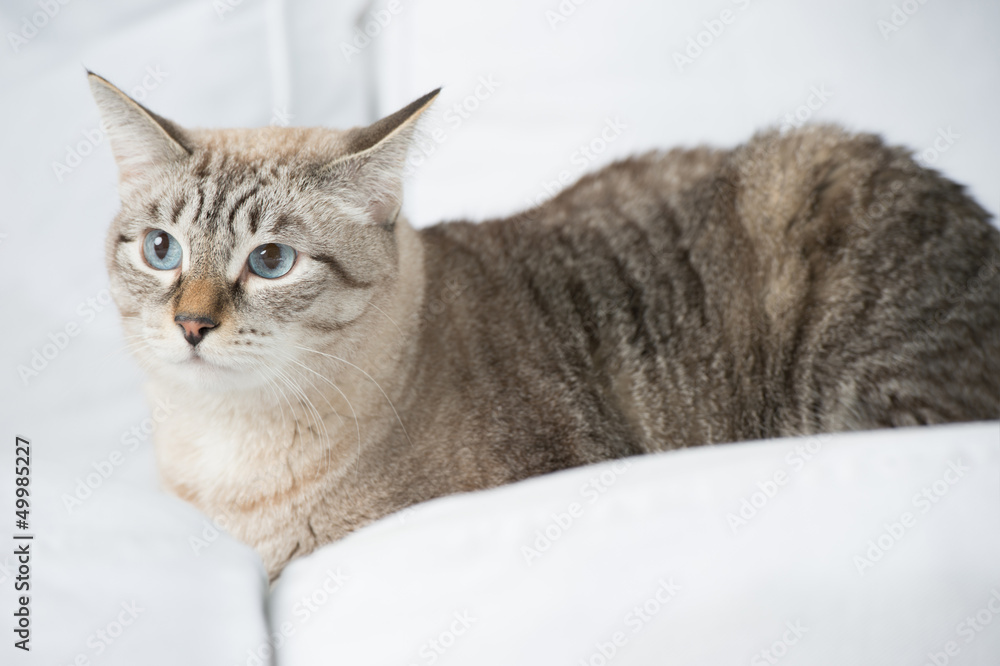 Cute tabby cat at home - laying on sofa and relaxing