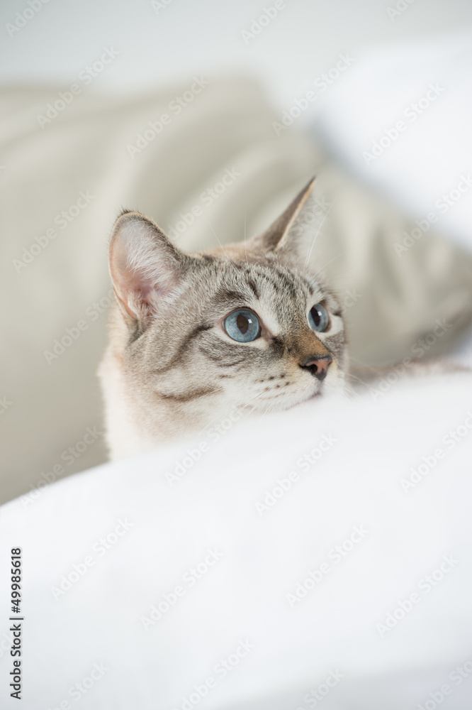 Cute tabby cat at home - laying on sofa and looking wary Cute tabby cat at home - laying on sofa and looking wary