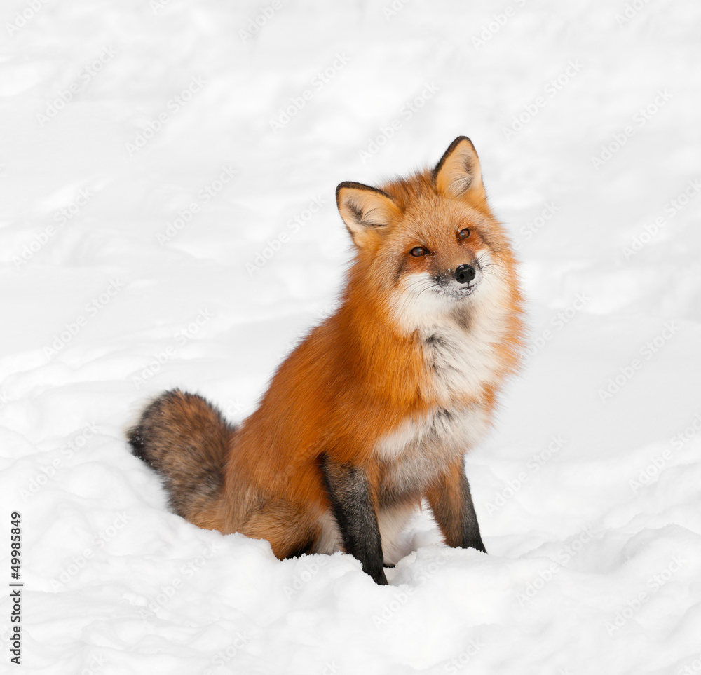 Red Fox (Vulpes vulpes) Sits in Snow with Cocked Head