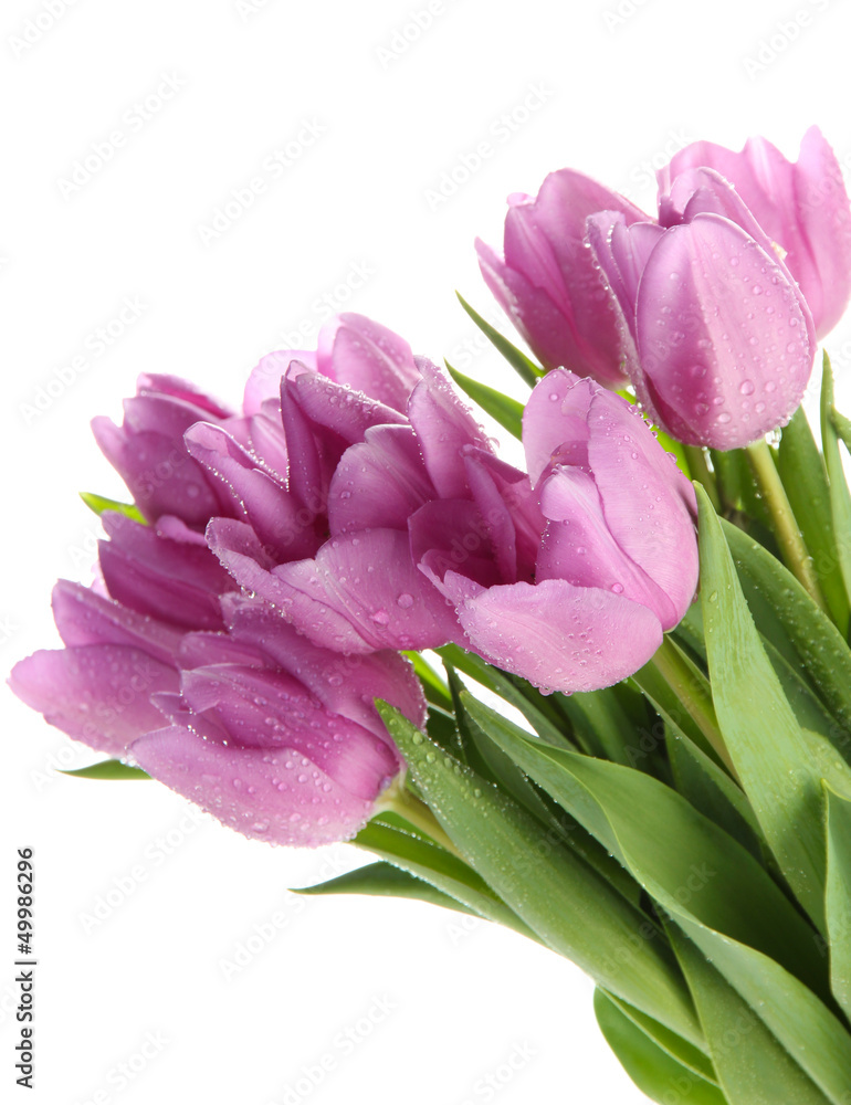 Beautiful bouquet of purple tulips, isolated on white Beautiful bouquet of purple tulips, isolated on white