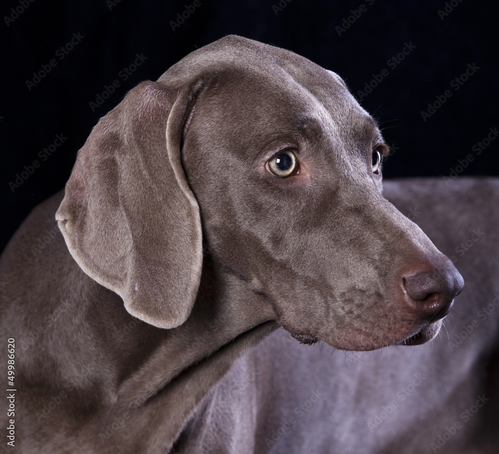 Weimaraner hunting dog, pointer, hound