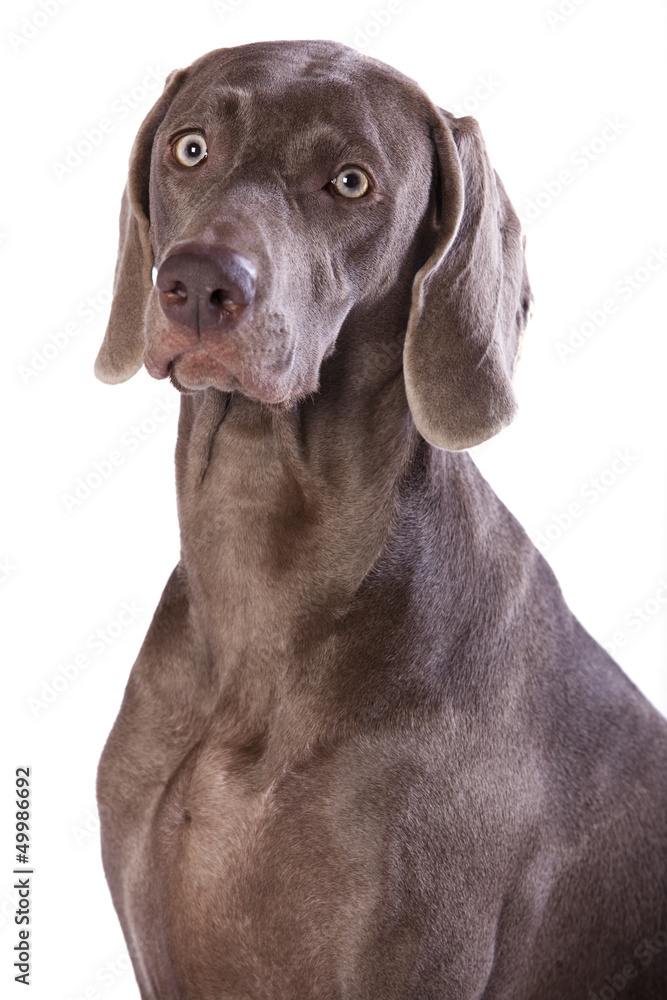 Weimaraner hunting dog