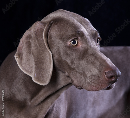 Wallpaper Mural Weimaraner hunting dog, pointer, hound Torontodigital.ca
