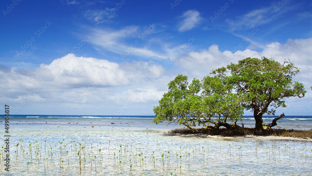 Mangrove tree. Siquijor island, Philippines Mangrove tree. Siquijor island, Philippines