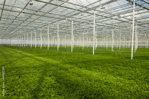 Young plants growing in a very large plant nursery in the Nether © Ruud Morijn