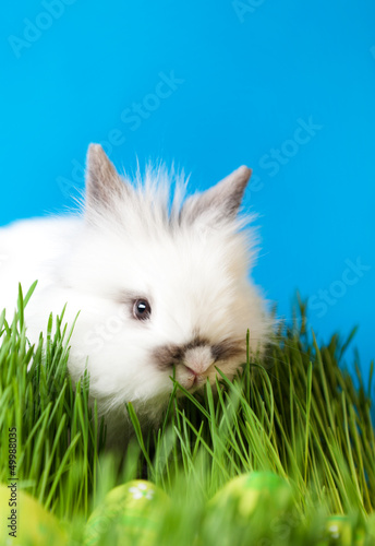 Downy rabbit is in the thick green grass near the Easter eggs