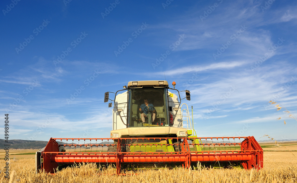 Fototapeta premium Combine harvesting wheat with blue sky