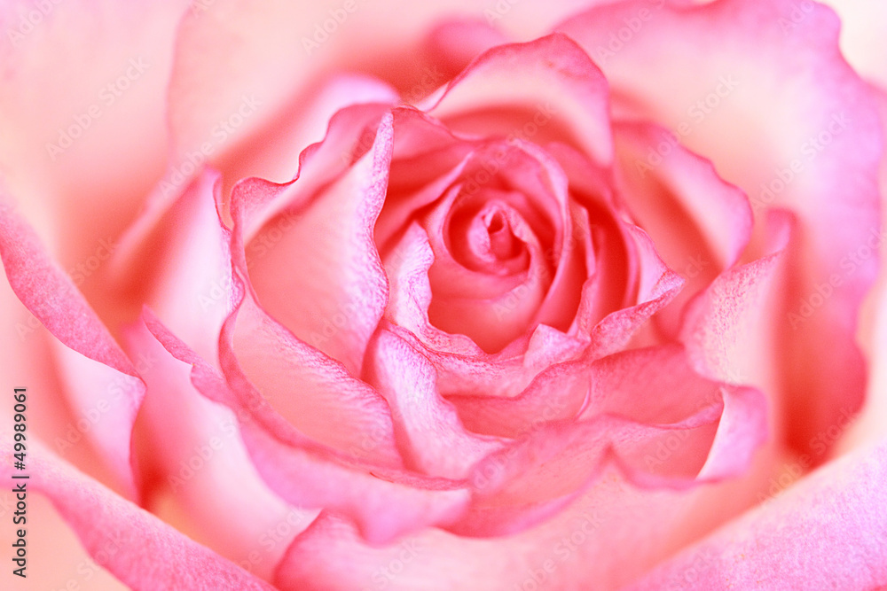 Beautiful, pink rose close up Beautiful, pink rose close up