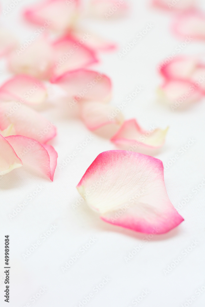 Beautiful, pink and cream rose petals