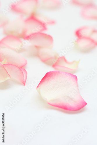 Beautiful, pink and cream rose petals