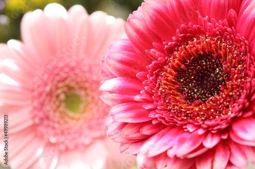 Beautiful  artistic gerbera flower