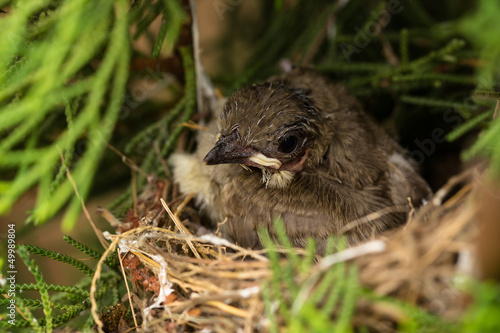 Baby bird in a nest in natural
