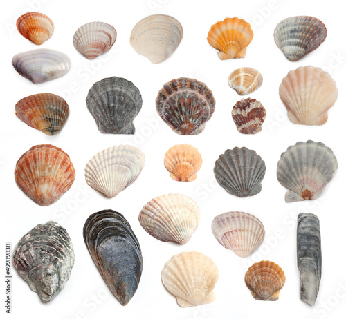 Cockleshells on a white background
