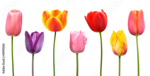 Spring tulips in assorted colors