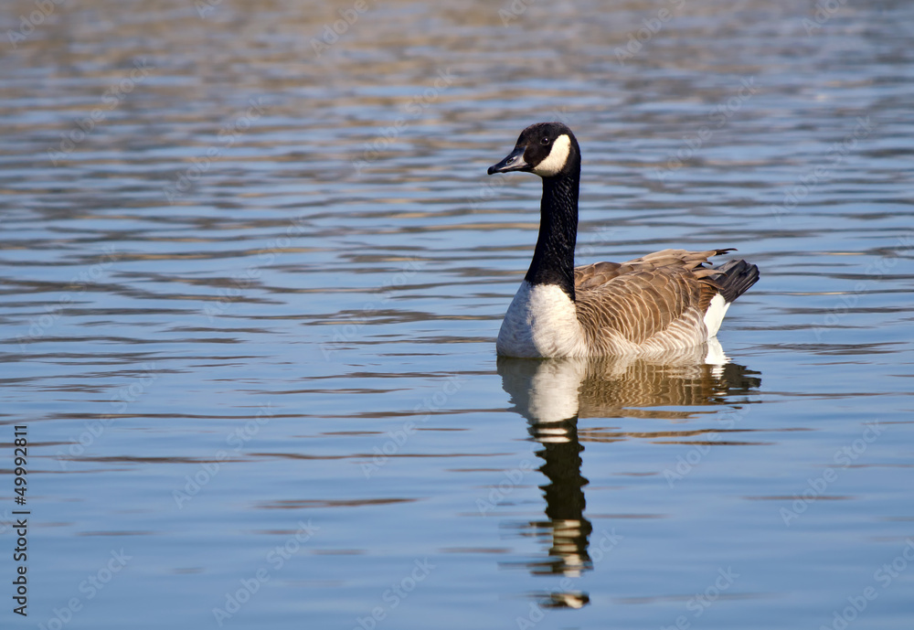 Fototapeta premium Canada Goose (Branta canadensis) swimming in the lake
