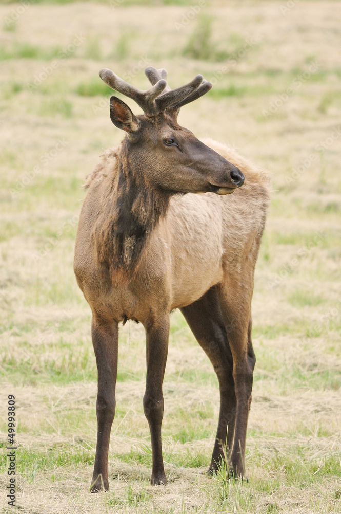 Fototapeta premium Velvet Elk