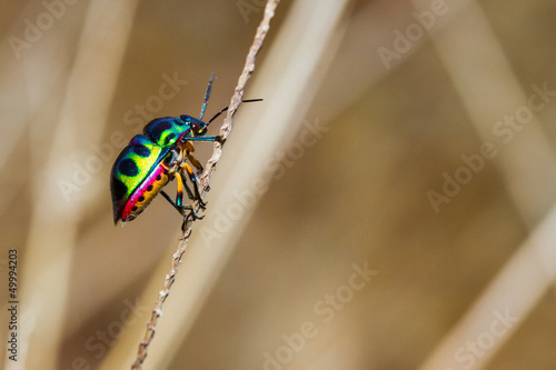 Close up of Jewel Bug in the nature