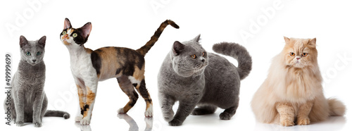 Collection of a cats isolated over white background. photo