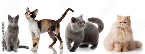 Photography Collection of a cats isolated over white background.