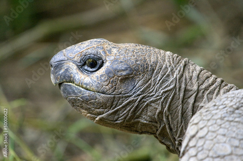Riesenschildkröte Nahaufnahme vom Kopf