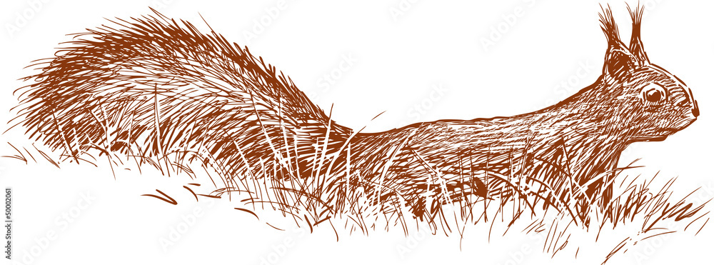 Εκτύπωση καμβά squirrel in the grass