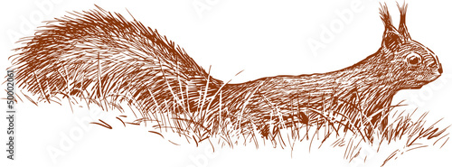 Φωτογραφία squirrel in the grass
