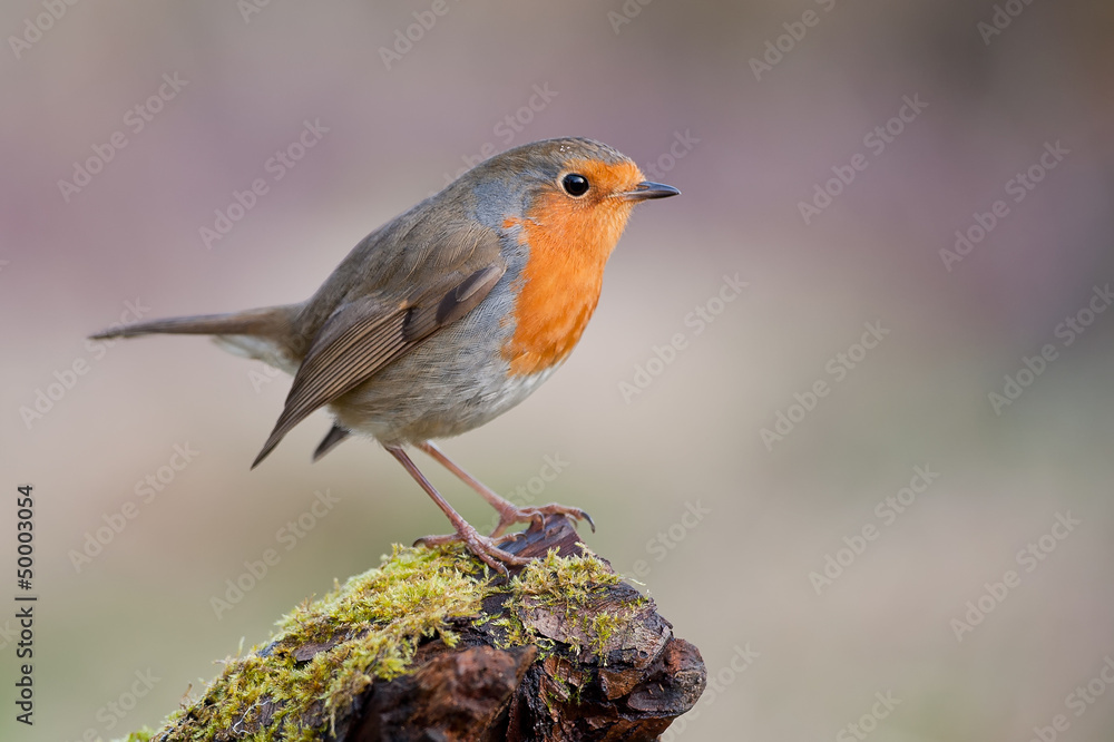 robin robin