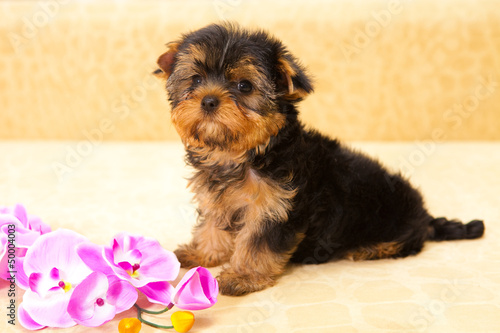 puppy of a Yorkshire terrier