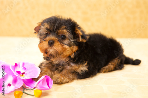 puppy of a Yorkshire terrier