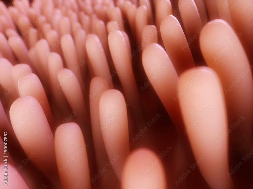 3d rendered illustration of colon villi