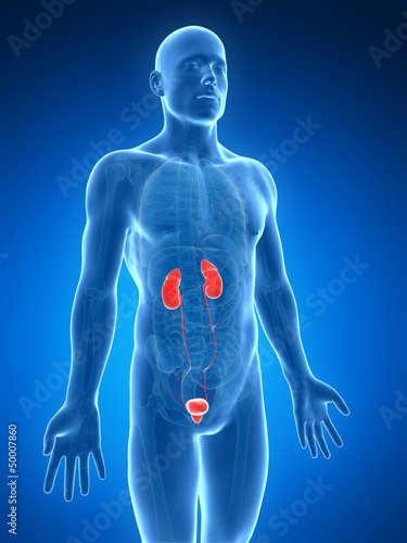 3d rendered illustration of the urinary system