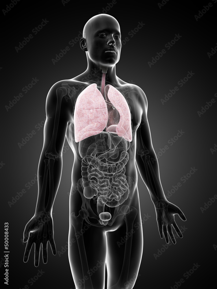 © Sebastian Kaulitzki - 3d rendered illustration of a male´s lung © Sebastian Kaulitzki - 3d rendered illustration of a male´s lung