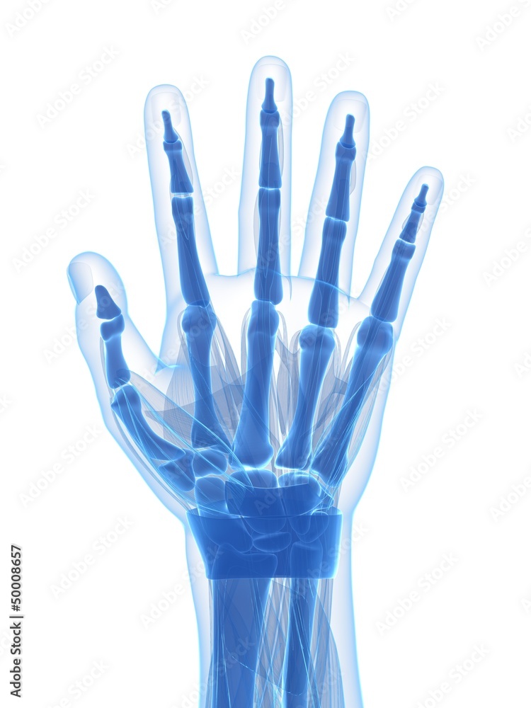 3d rendered illustration of the human hand 3d rendered illustration of the human hand