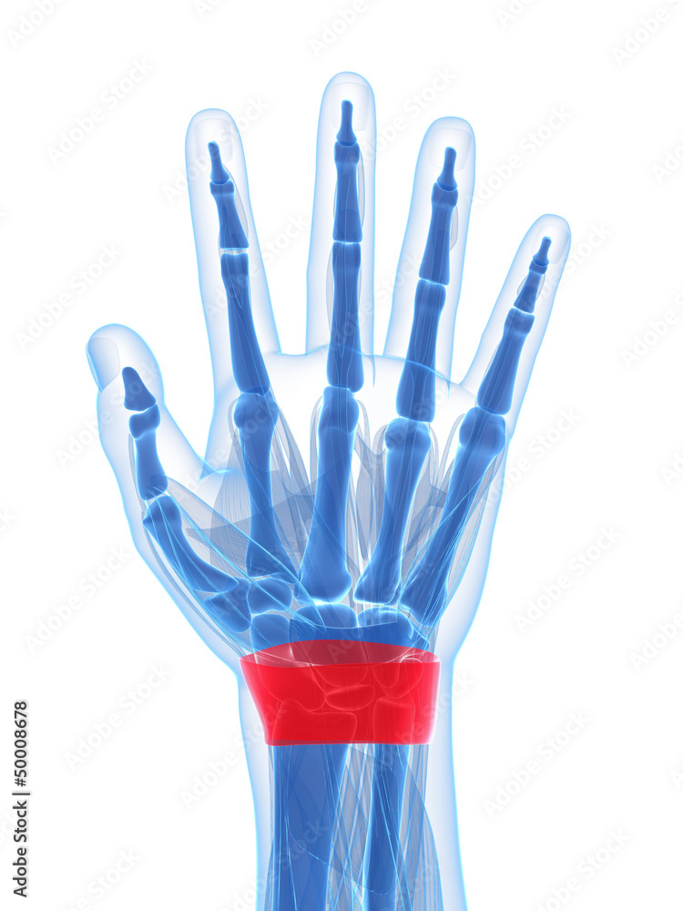 3d rendered illustration of the extensor retinaculum 3d rendered illustration of the extensor retinaculum