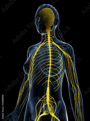 Fényképezés 3d rendered illustration of the female nervous system