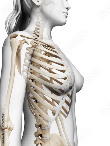 3d rendered illustration of the female skeleton