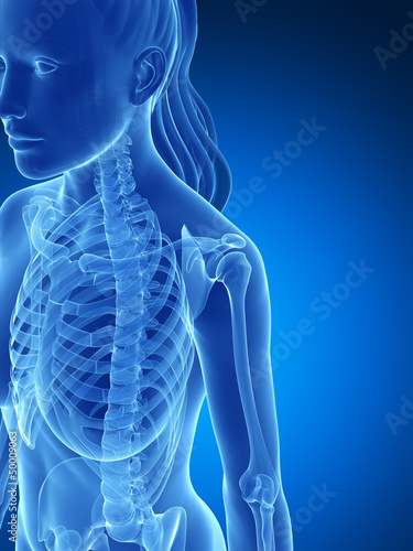 3d rendered illustration of the female skeleton