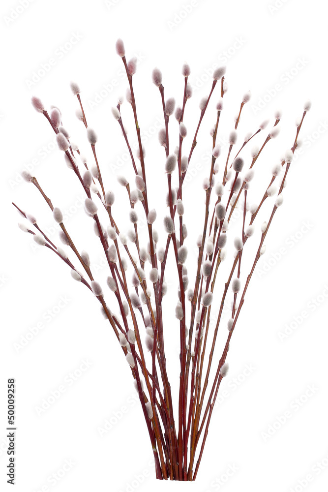 Obraz premium Catkins