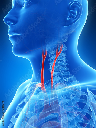 3d rendered illustration of the carotid artery photo