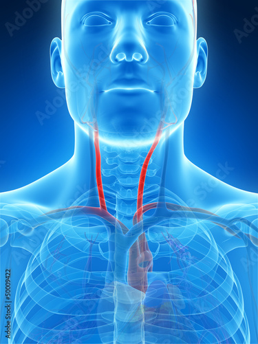 3d rendered illustration of the carotid artery photo