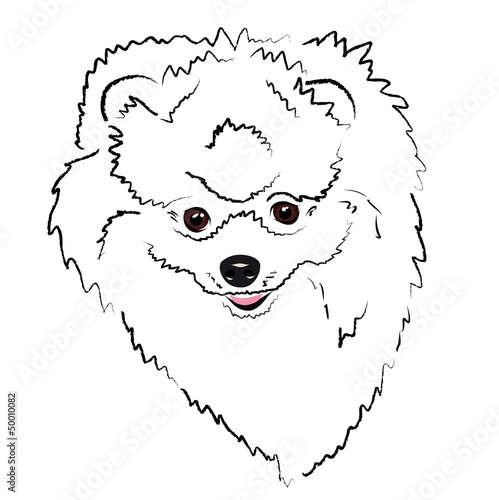 head Pomeranian