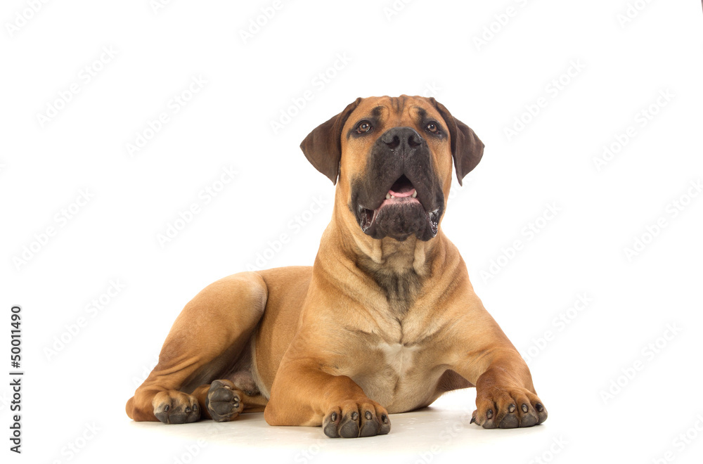 Rare breed South African boerboel puppy posing in studio.