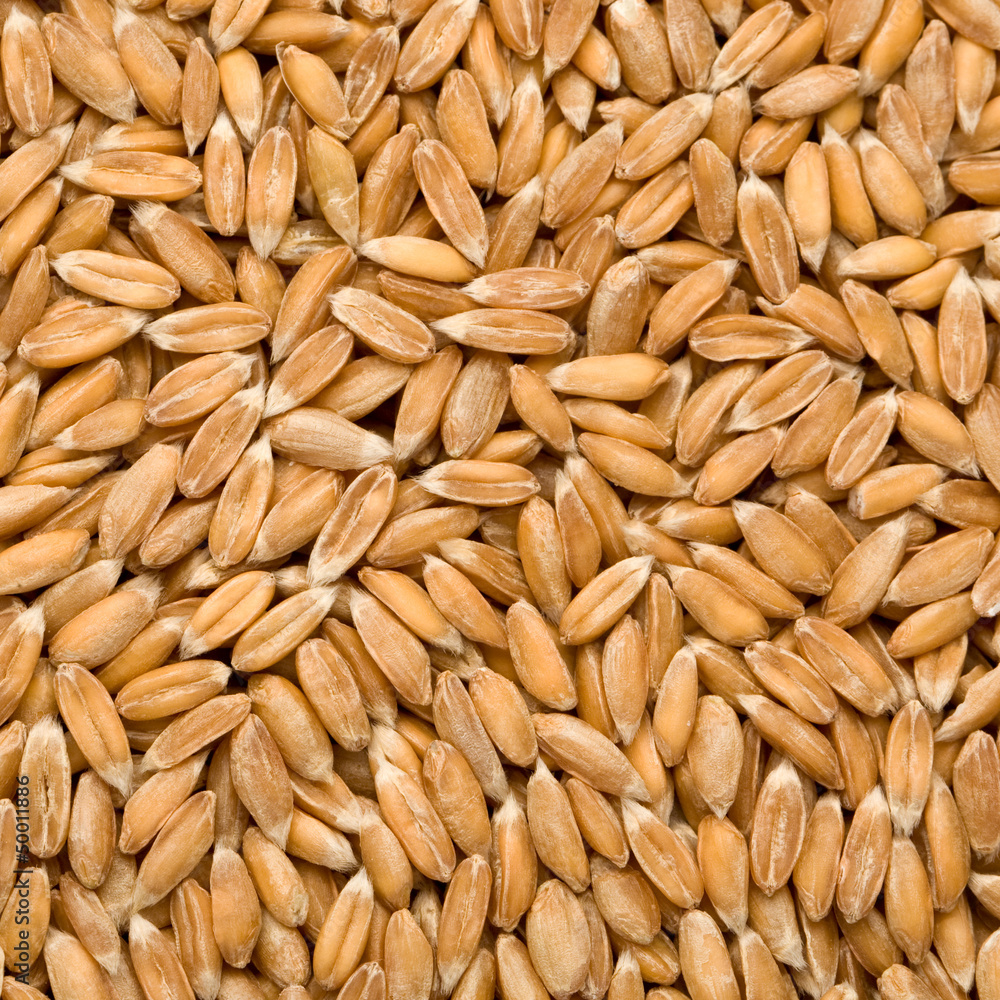 dinkel dinkel